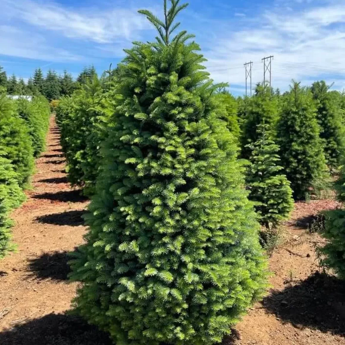 Sale 8Ft Noble Fir Premium Grade Live Christmas Trees From Usa Christmas Trees