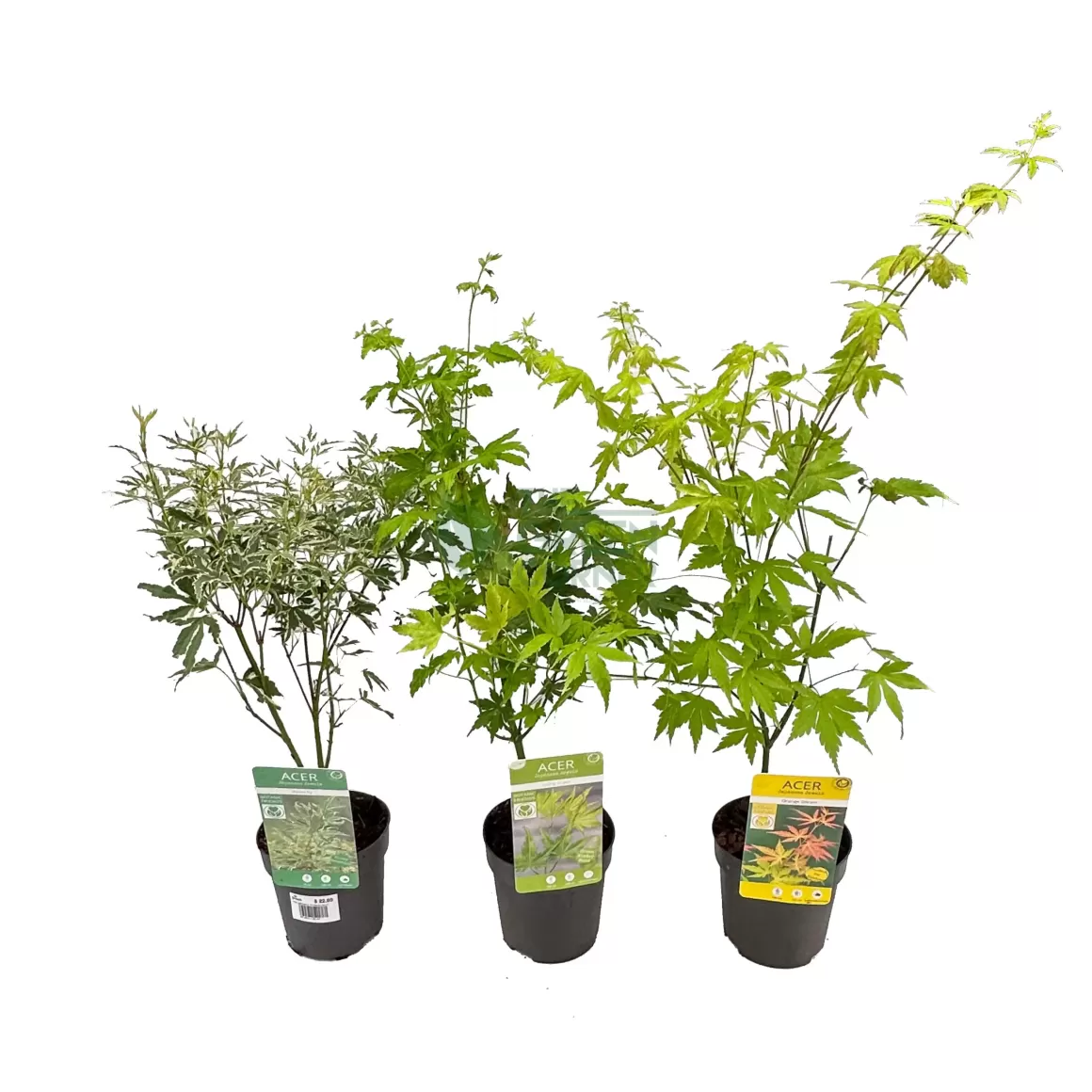 Fashion Acer Palmatum Japanese Maple Indoor Plants