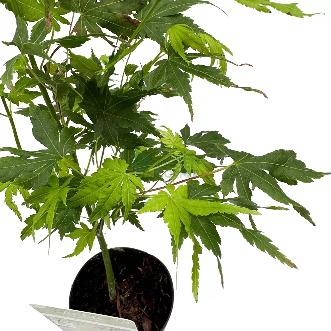 Fashion Acer Palmatum Japanese Maple Indoor Plants