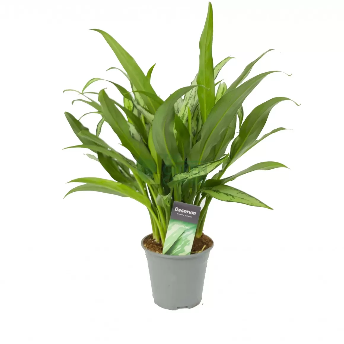 Flash Sale Aglaonema Cutlass Indoor Plants