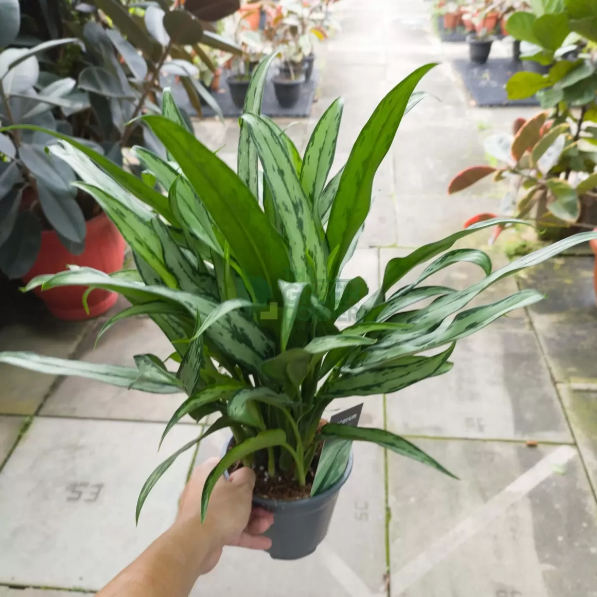 Flash Sale Aglaonema Cutlass Indoor Plants