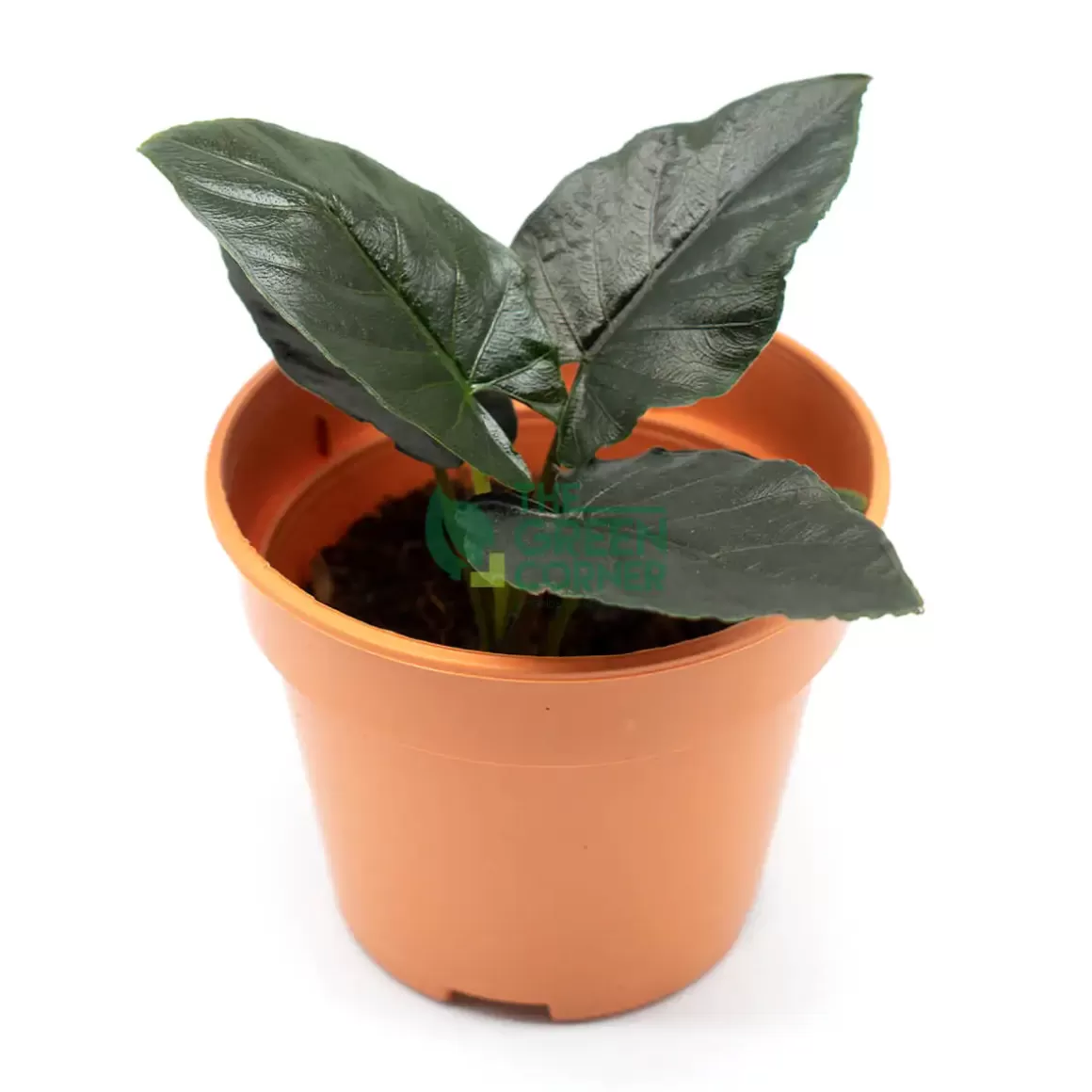 Online Alocasia Antoro Velvet Pot 110Mm Alocasia