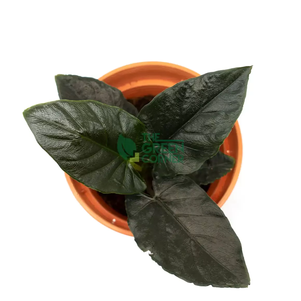 Online Alocasia Antoro Velvet Pot 110Mm Alocasia
