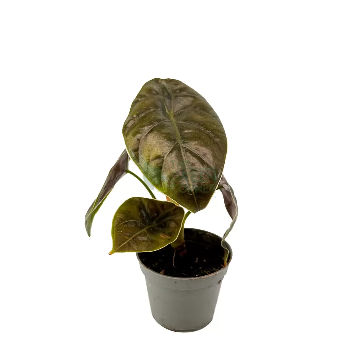 Online Alocasia Azlanii Alocasia
