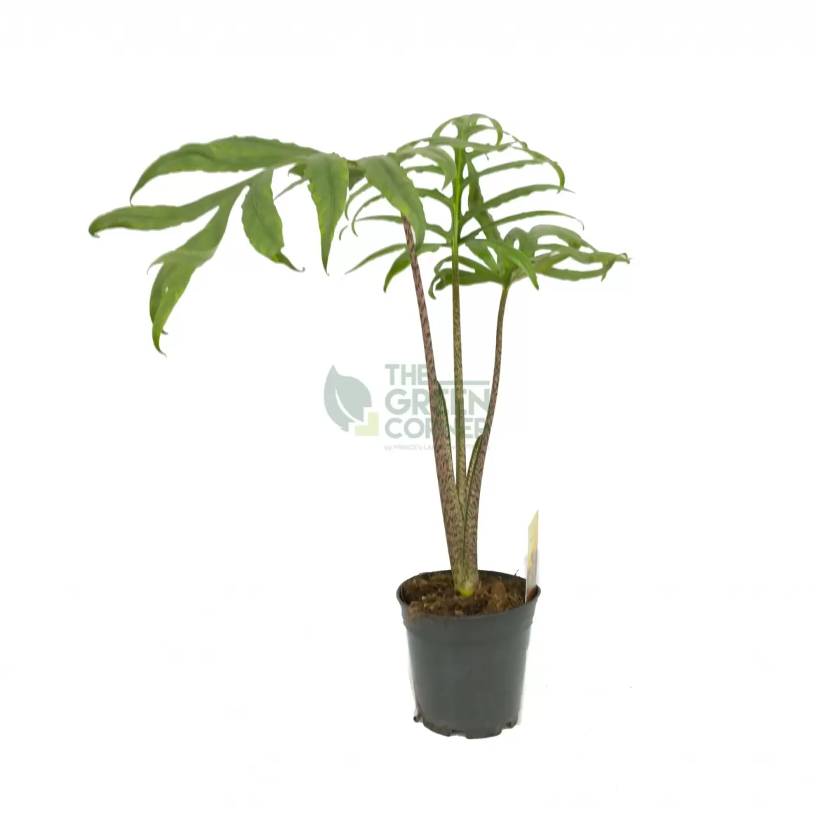 Flash Sale Alocasia Brancifolia Pink Passion Alocasia