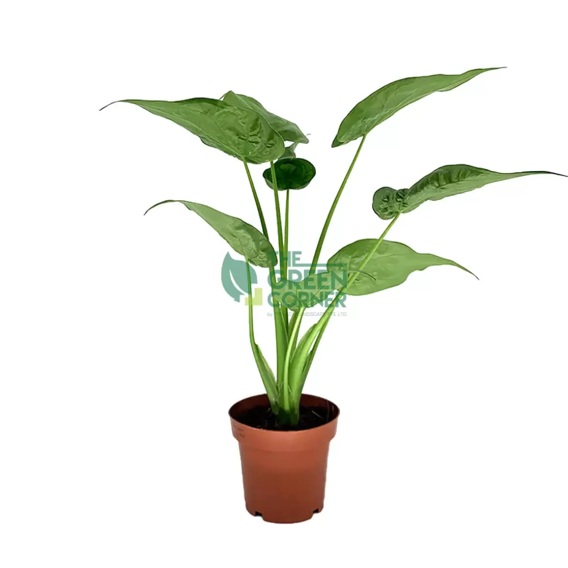 Store Alocasia Cucullata Pot 120Mm Alocasia