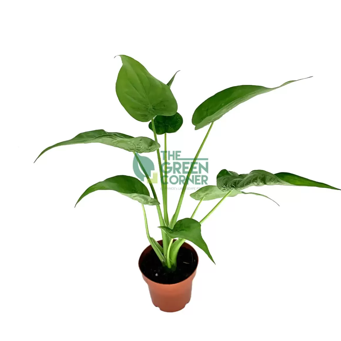 Store Alocasia Cucullata Pot 120Mm Alocasia