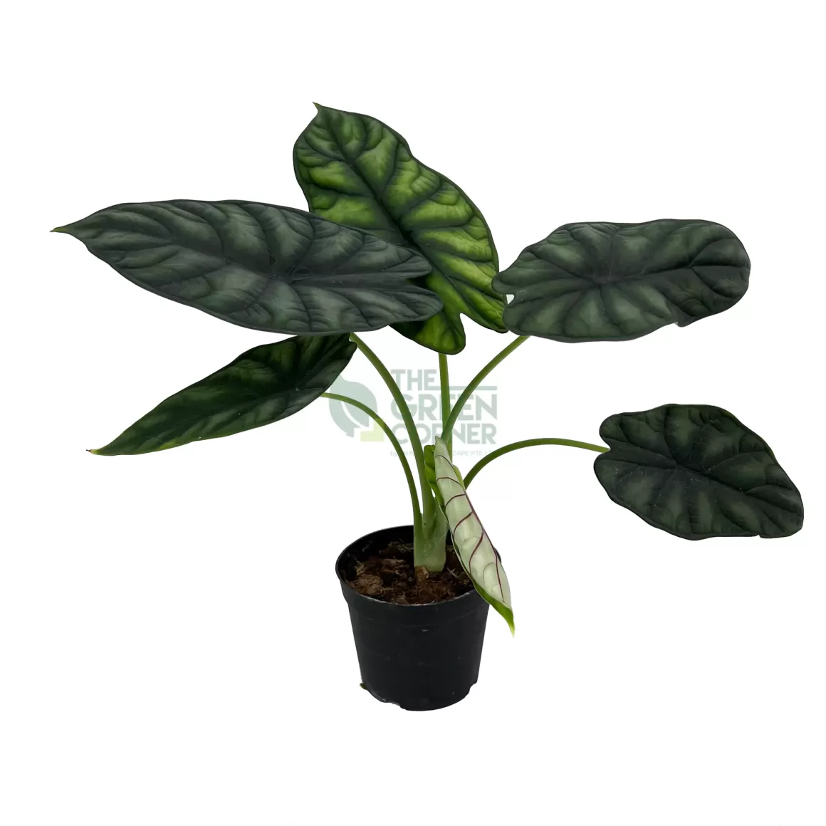 Store Alocasia Green Dragon Alocasia