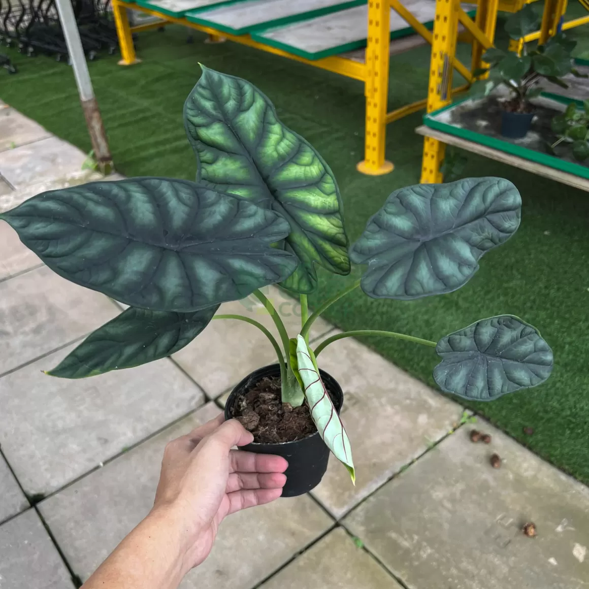 Store Alocasia Green Dragon Alocasia