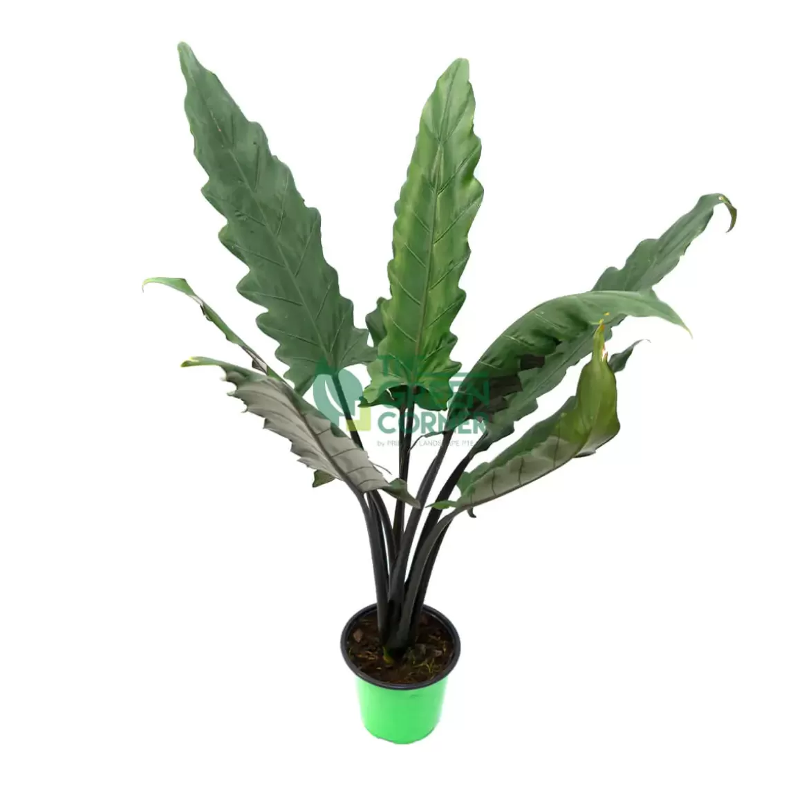 Sale Alocasia Lauterbachiana Pot 260Mm Alocasia