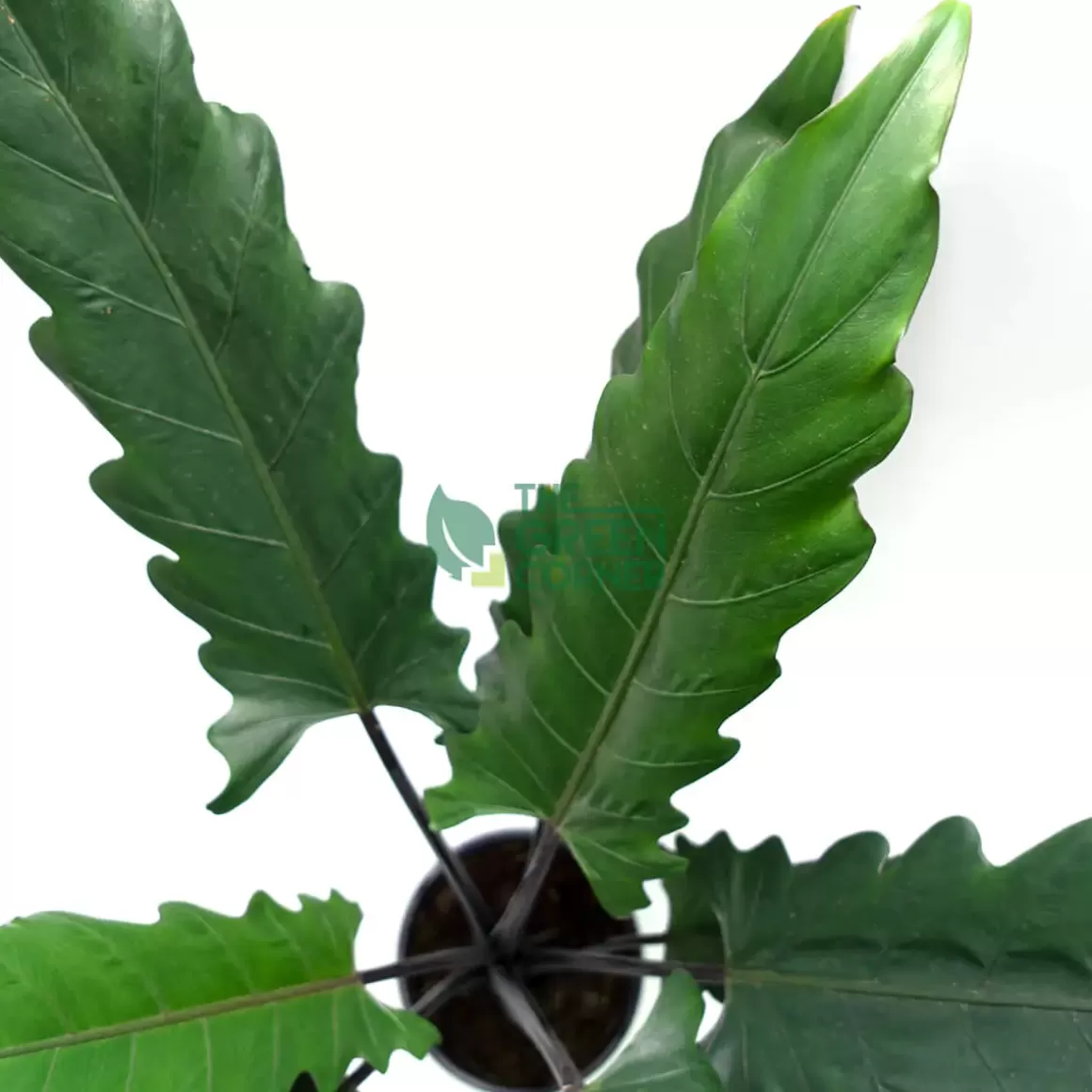 Sale Alocasia Lauterbachiana Pot 260Mm Alocasia