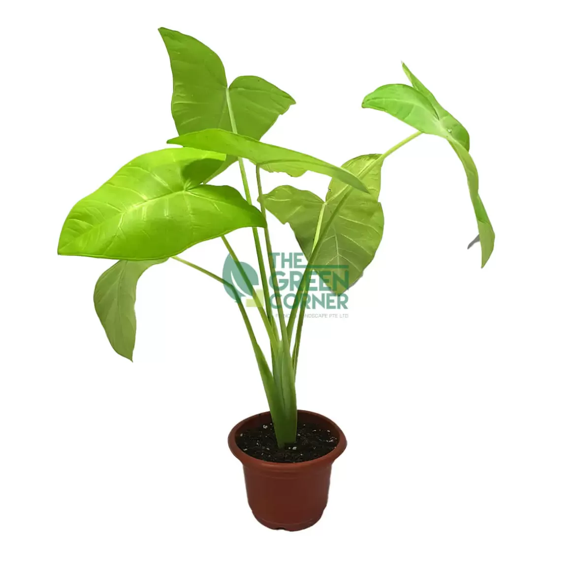 Outlet Alocasia Lime Zinger Pot 120Mm Alocasia