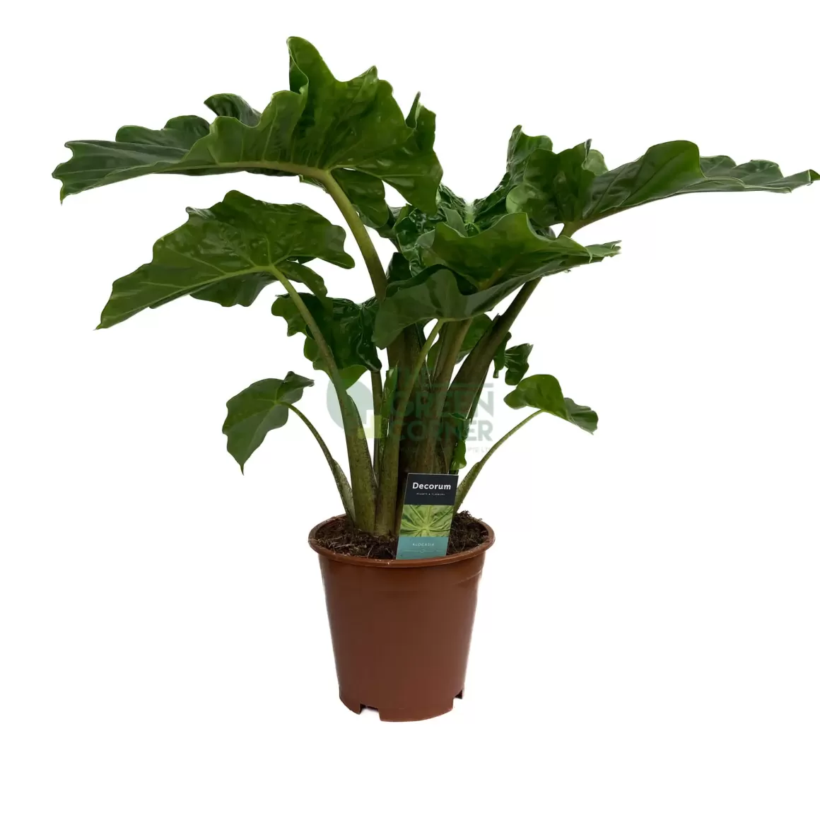 Shop Alocasia Low Rider Alocasia