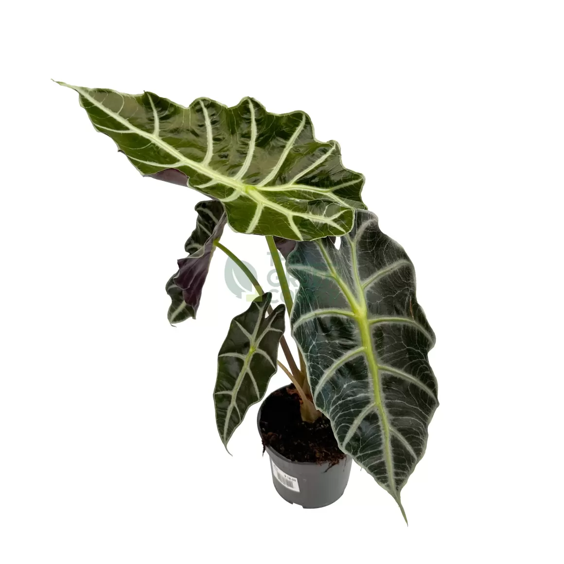Online Alocasia Polly Alocasia