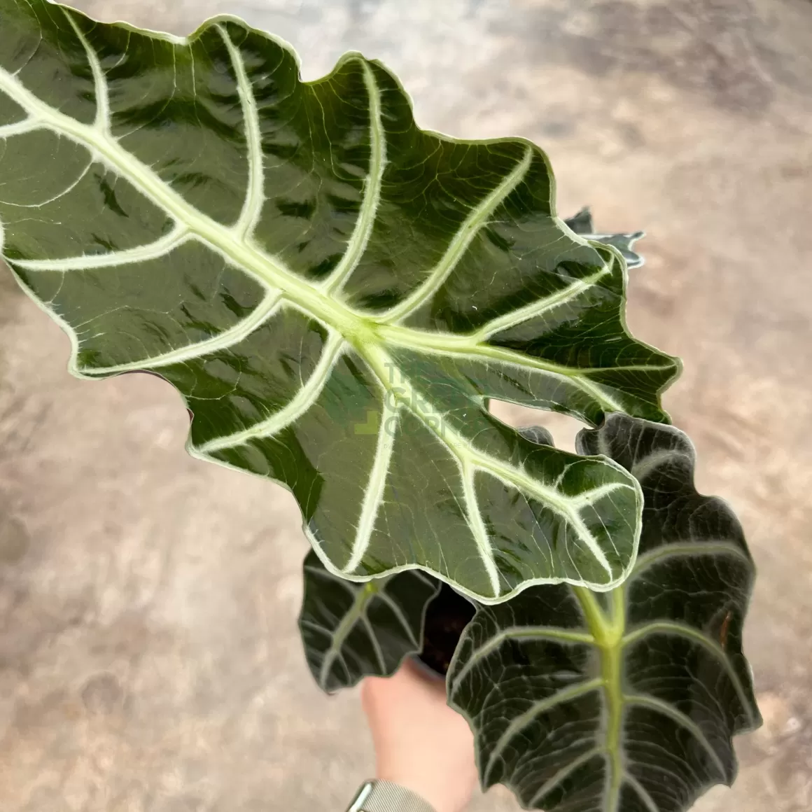 Online Alocasia Polly Alocasia