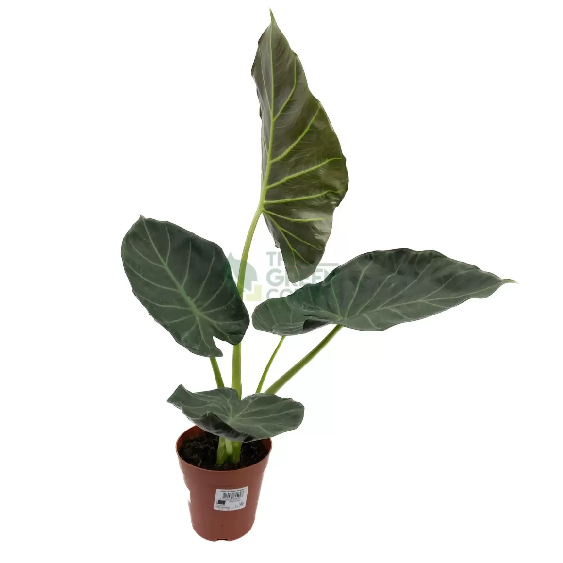 New Alocasia Regal Shields Alocasia