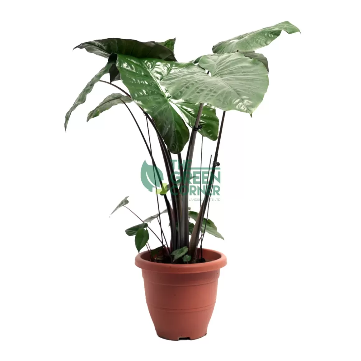 Sale Alocasia Sarawakensis 'Yucatan Princess' Pot 260Mm Alocasia