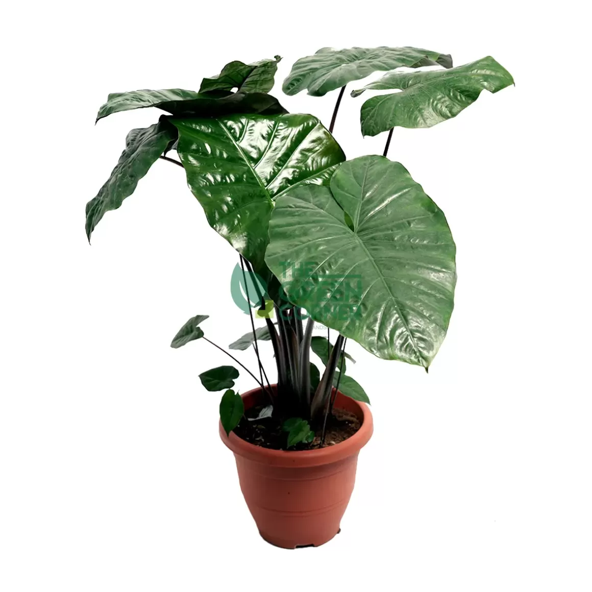 Sale Alocasia Sarawakensis 'Yucatan Princess' Pot 260Mm Alocasia