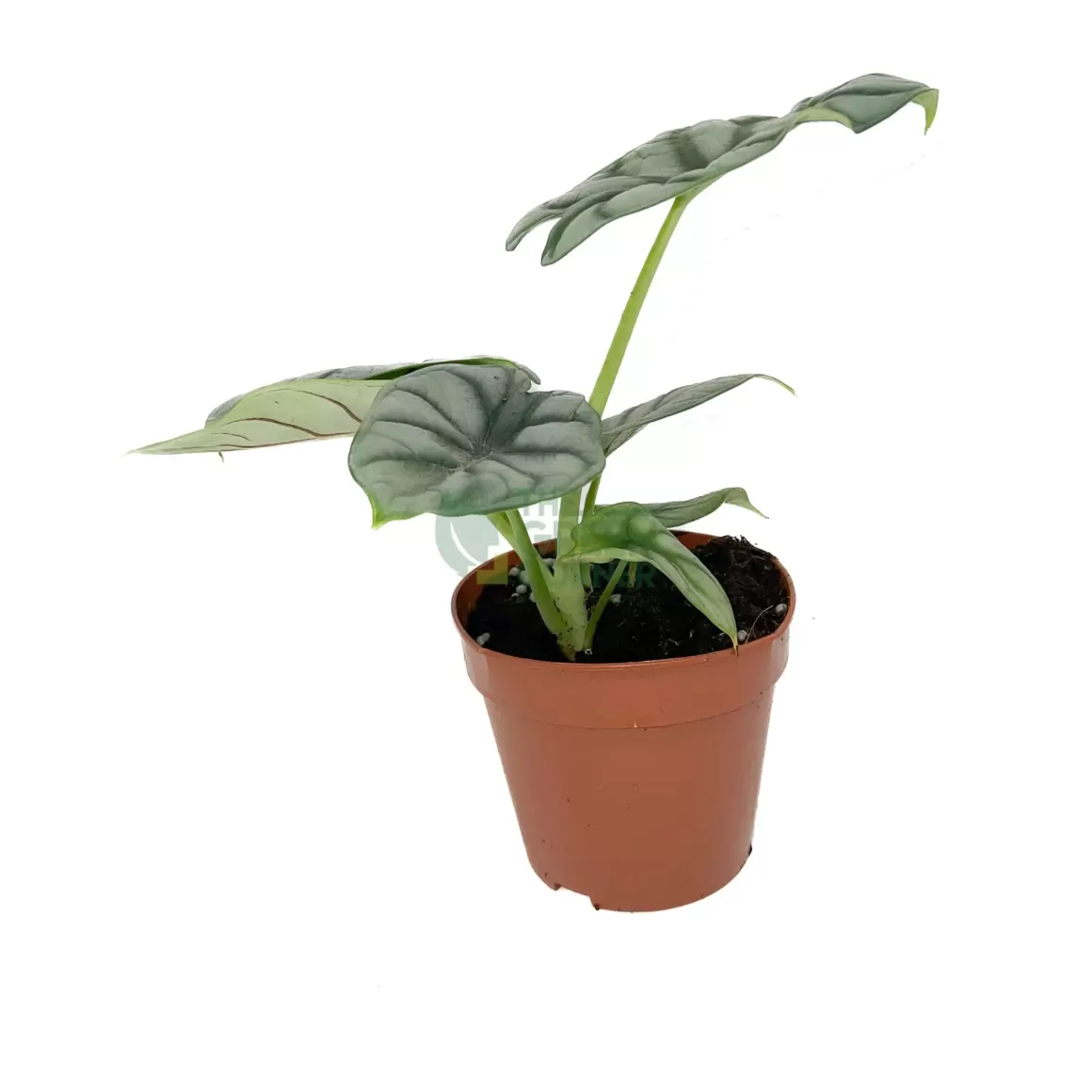 Online Alocasia Silver Dragon Alocasia
