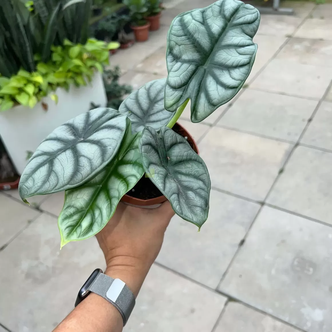 Online Alocasia Silver Dragon Alocasia