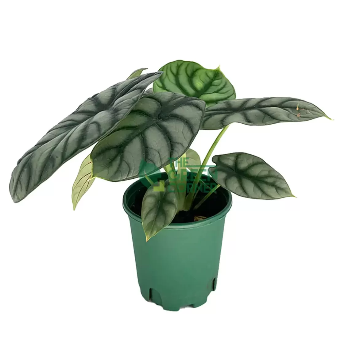 Shop Alocasia Silver Dragon Pot 110Mm Alocasia