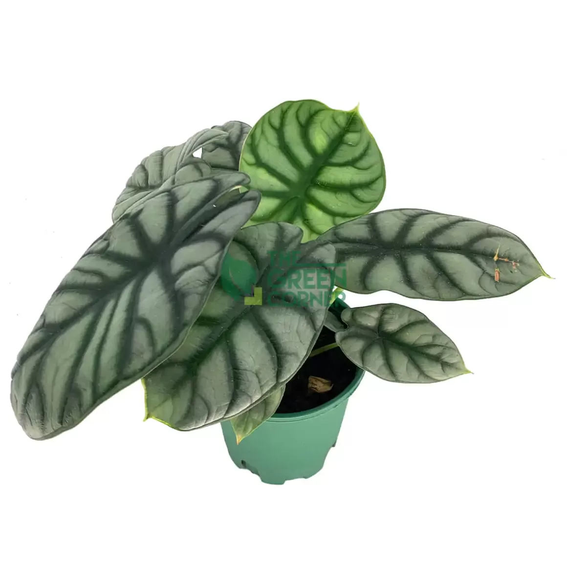 Shop Alocasia Silver Dragon Pot 110Mm Alocasia