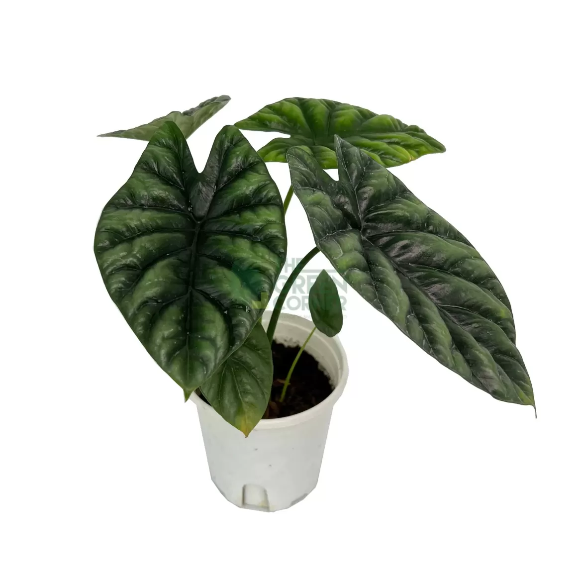 Fashion Alocasia Sinuata Mirror Face Alocasia