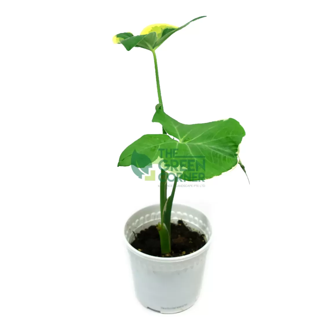 New Alocasia Xanthosoma, Mickey Mouse Pot 170Mm Alocasia