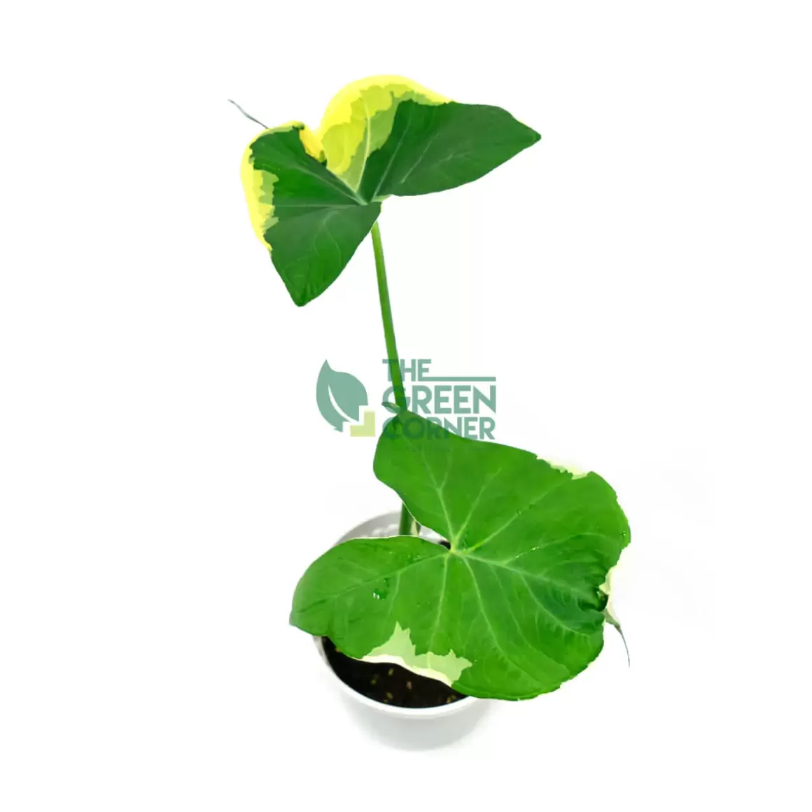 New Alocasia Xanthosoma, Mickey Mouse Pot 170Mm Alocasia