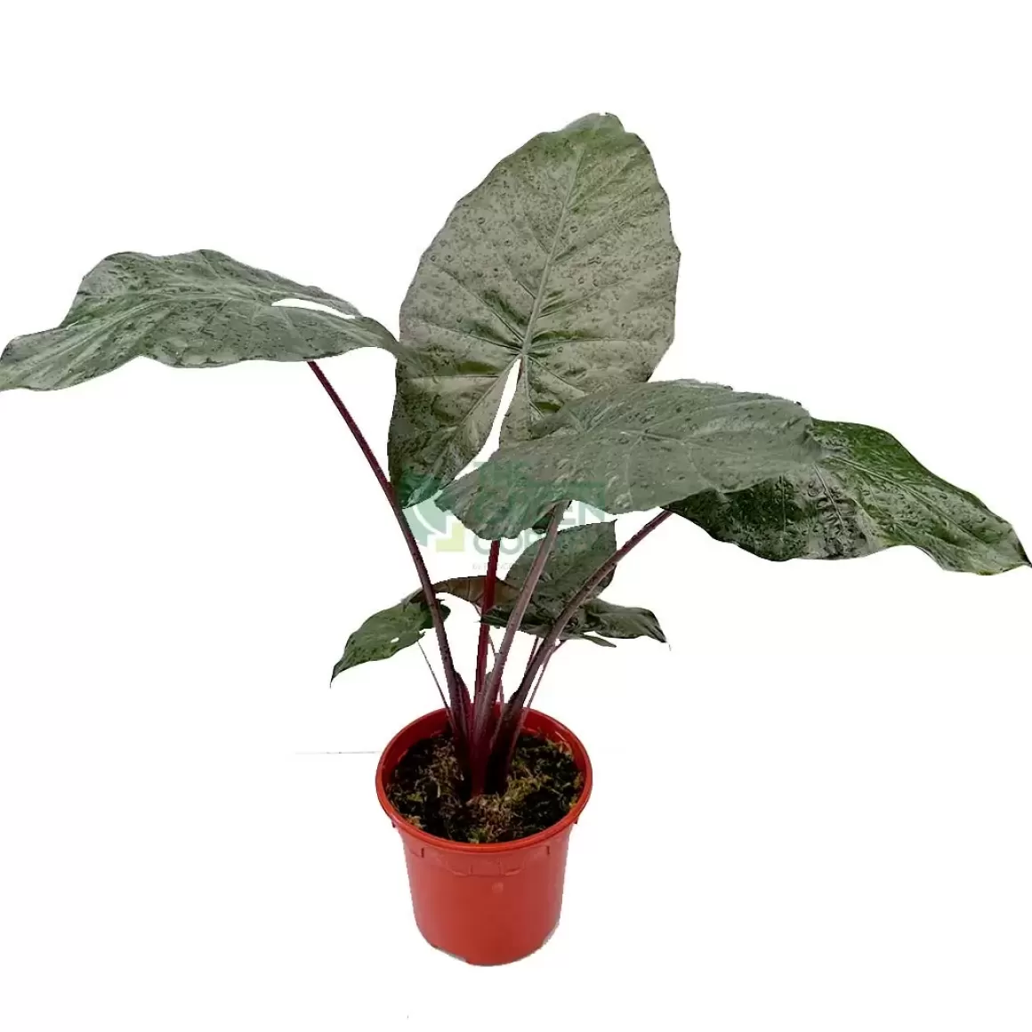 Outlet Alocasia Yukatan Princess Alocasia
