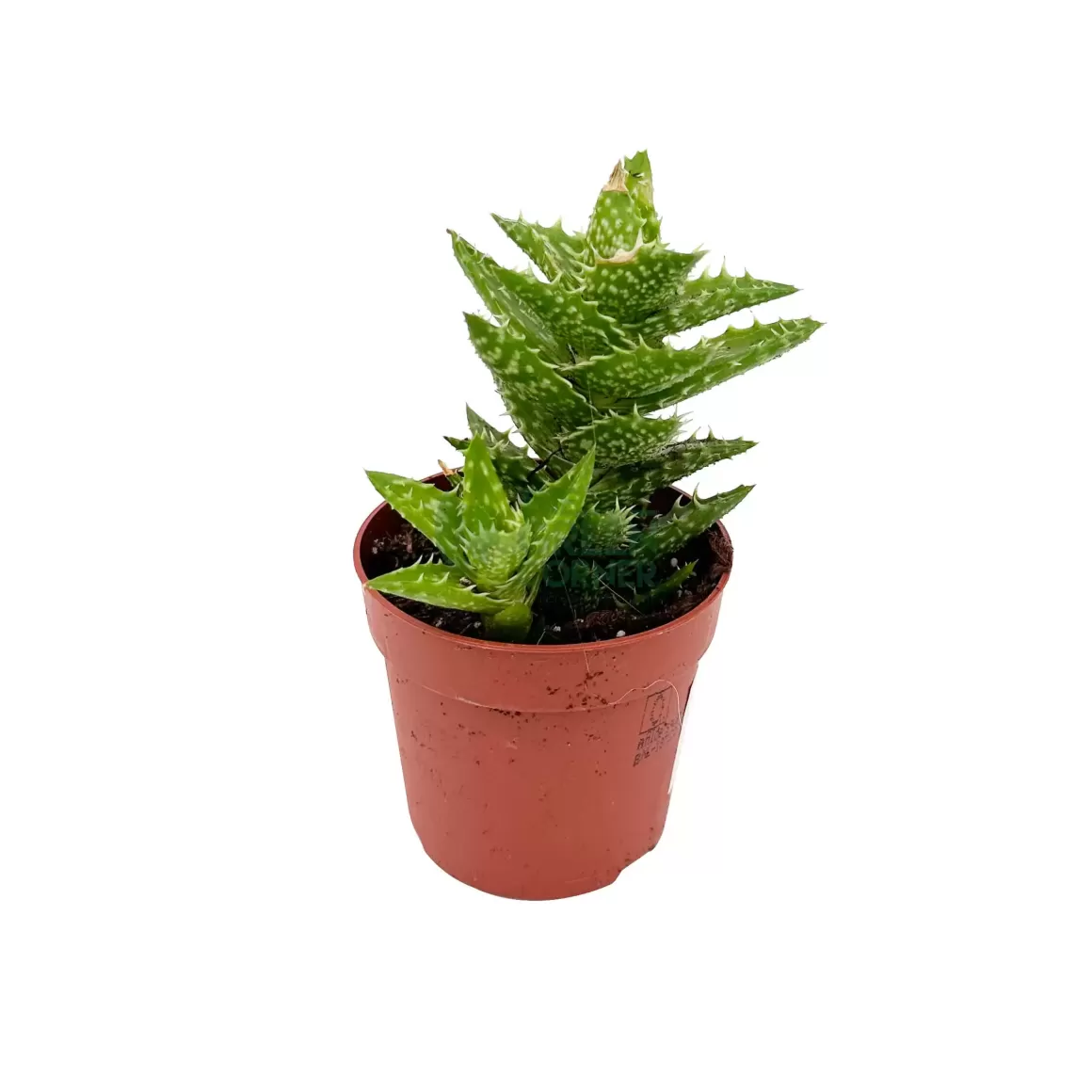 Discount Aloe Squarrosa Indoor Plants