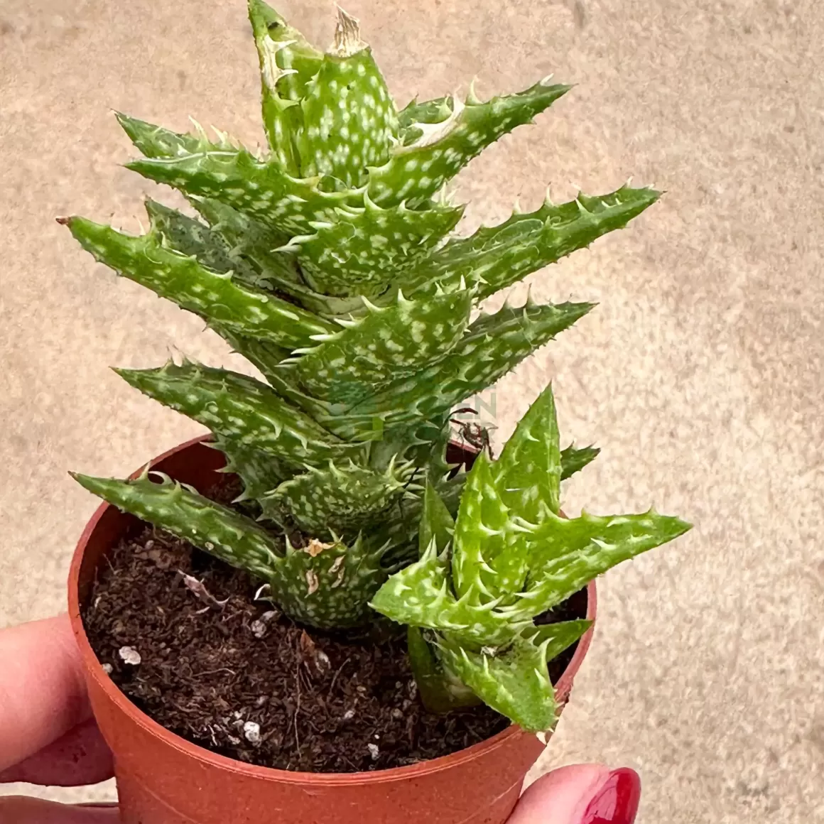 Discount Aloe Squarrosa Indoor Plants