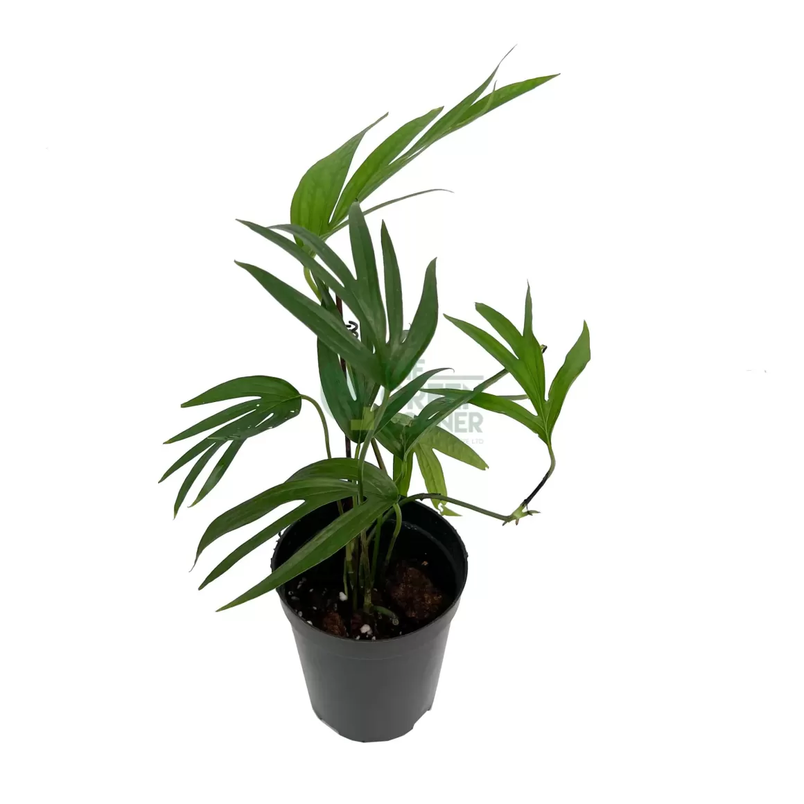 Outlet Amydrium Zippelianum Indoor Plants