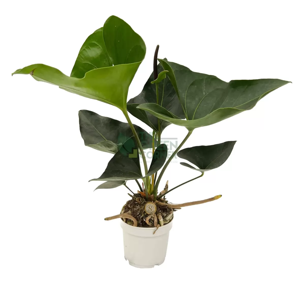 Online Anthurium Arrow Indoor Plants