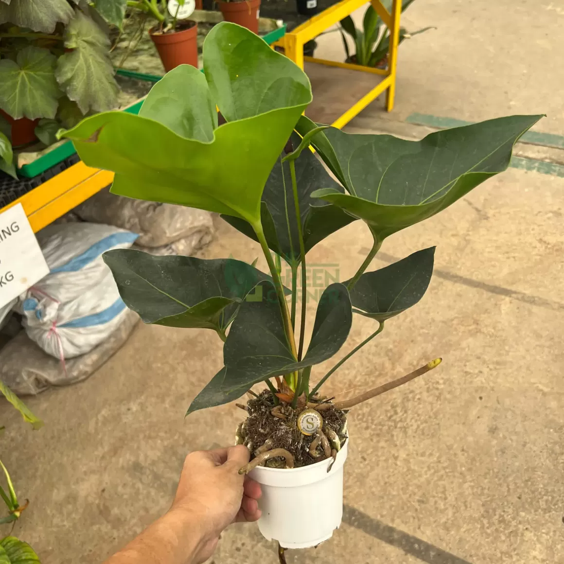 Online Anthurium Arrow Indoor Plants