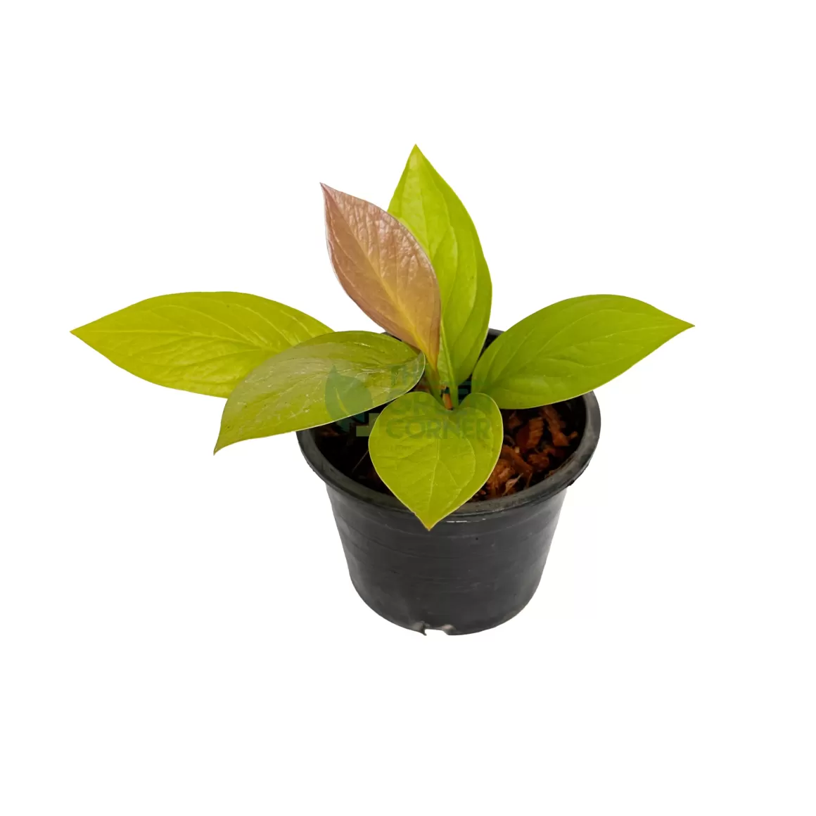 Online Anthurium Golden Jenmanii Indoor Plants