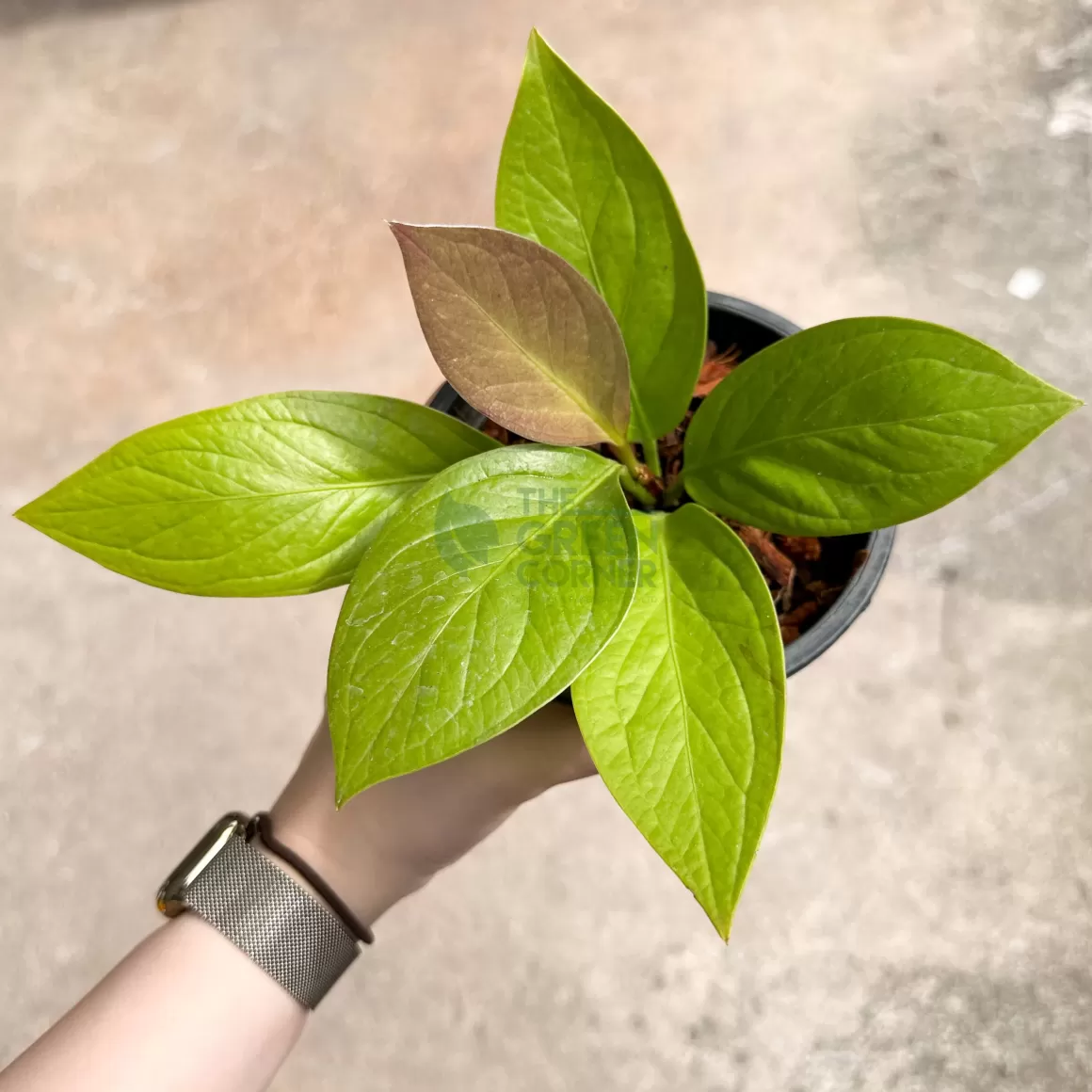 Online Anthurium Golden Jenmanii Indoor Plants