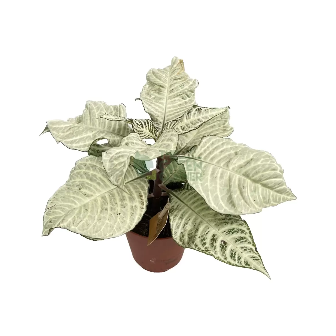 Outlet Aphelandra Squarrosa White Wash Indoor Plants