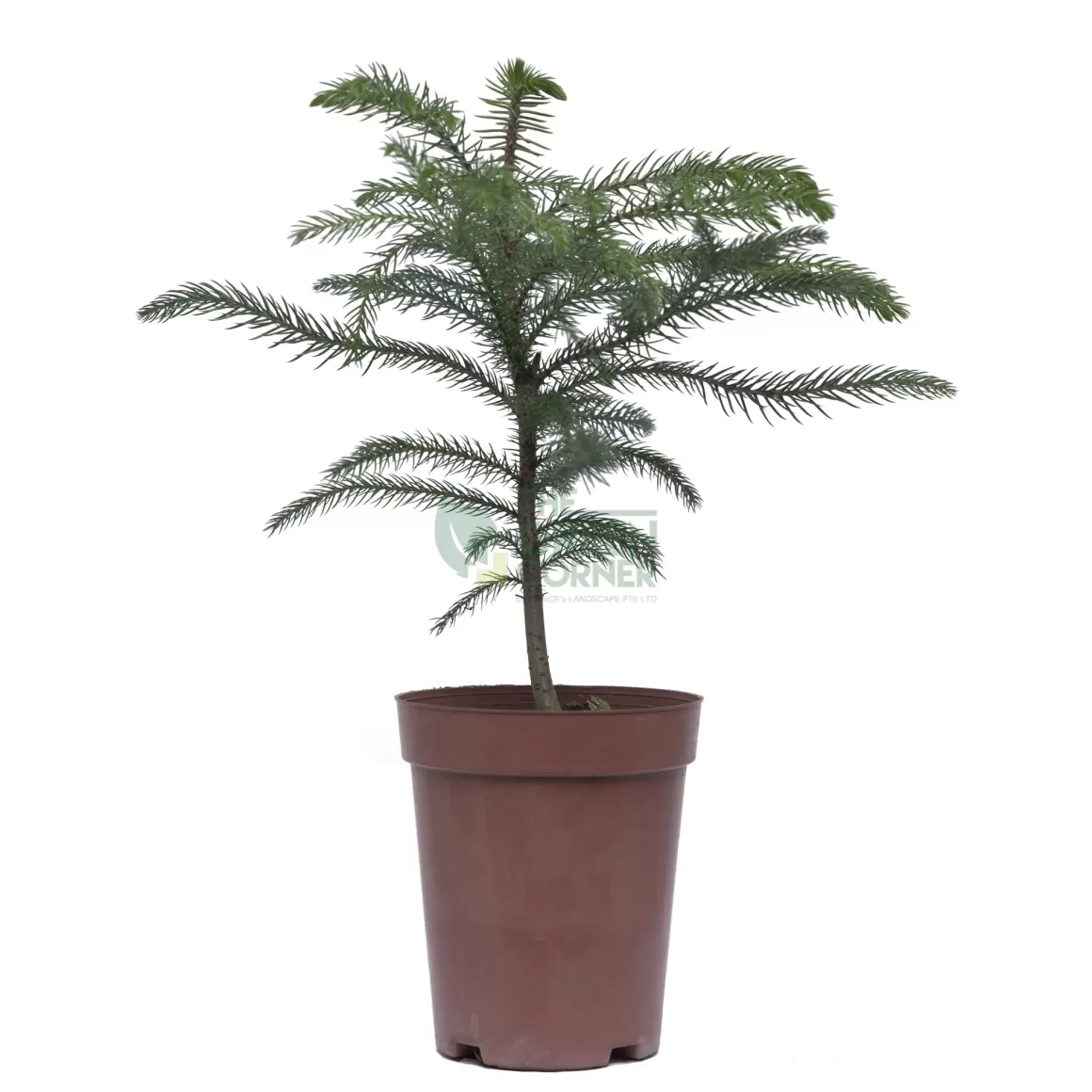 Sale Araucaria Cunninghamii Pot 120Mm Indoor Plants