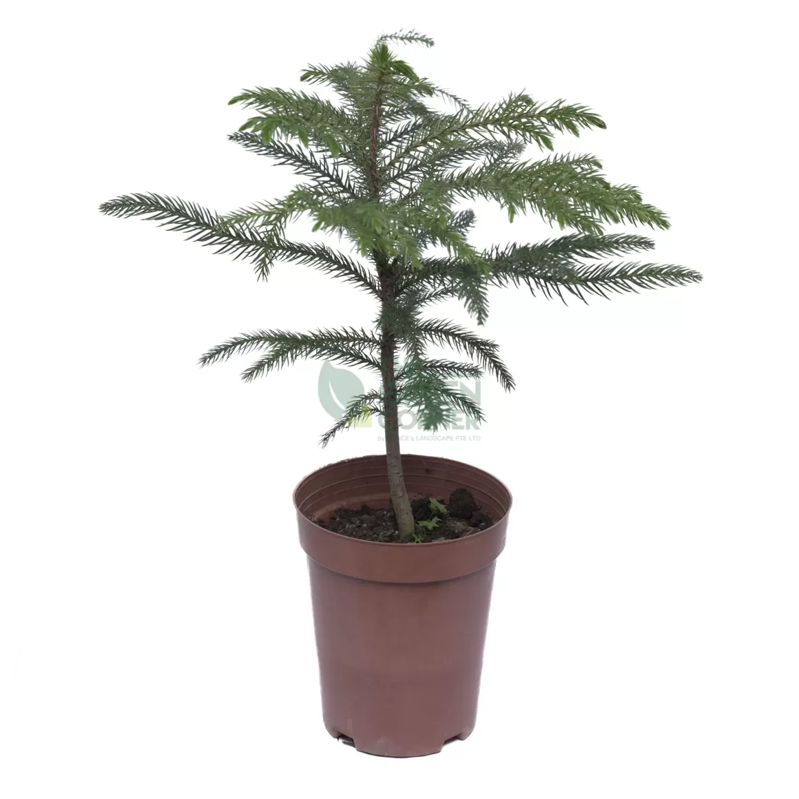 Sale Araucaria Cunninghamii Pot 120Mm Indoor Plants