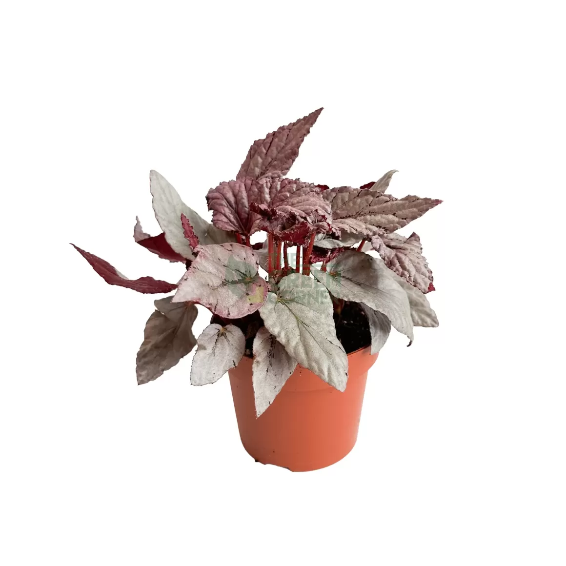 Store Begonia Artic Breeze Begonia
