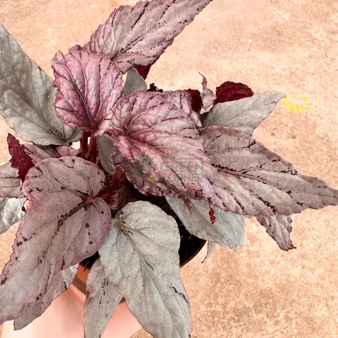 Store Begonia Artic Breeze Begonia