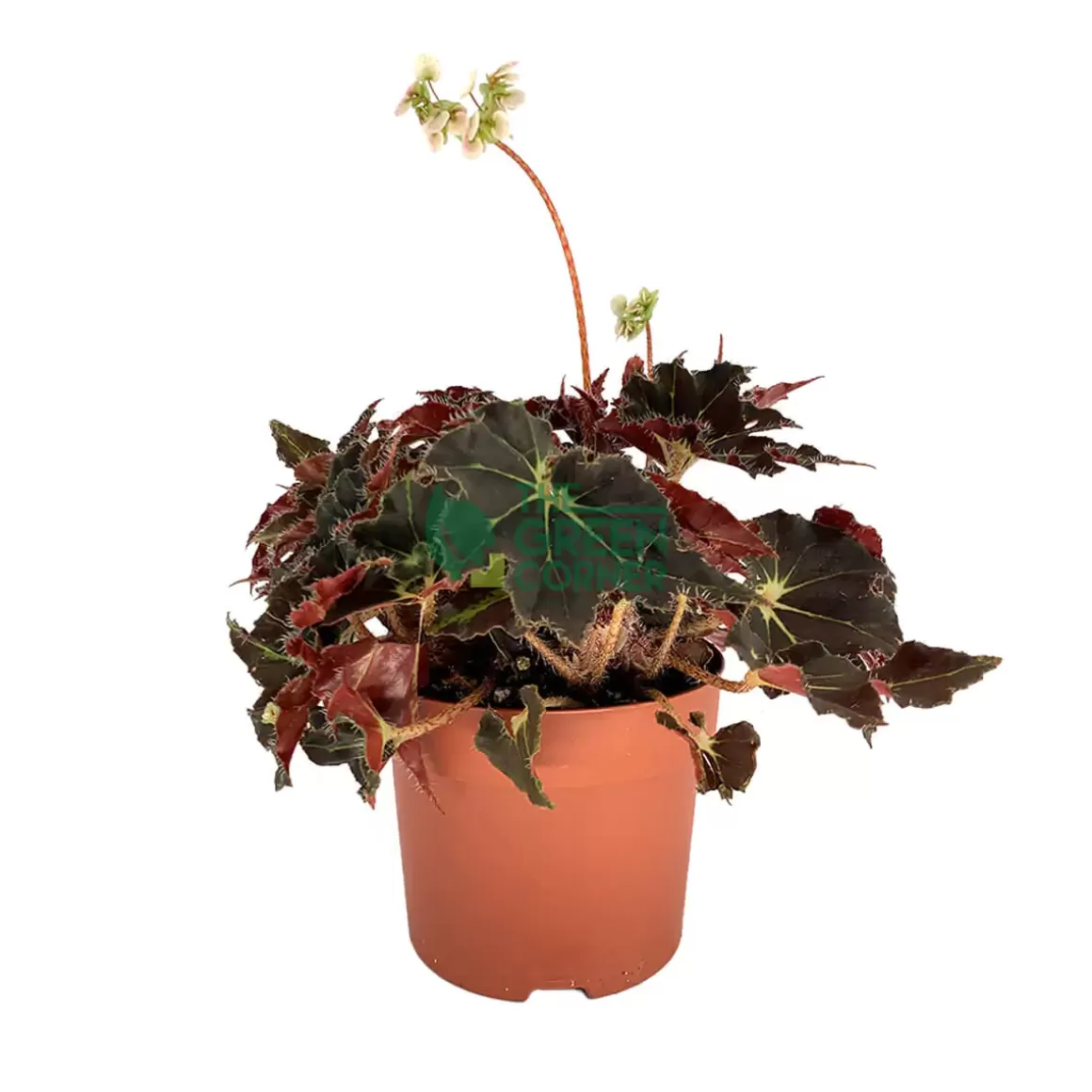 Store Begonia Evy Begonia