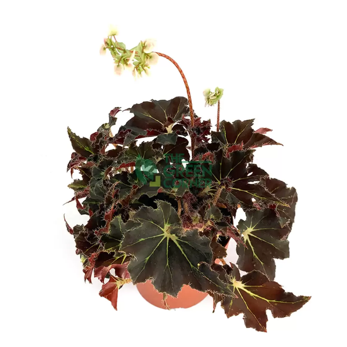 Store Begonia Evy Begonia