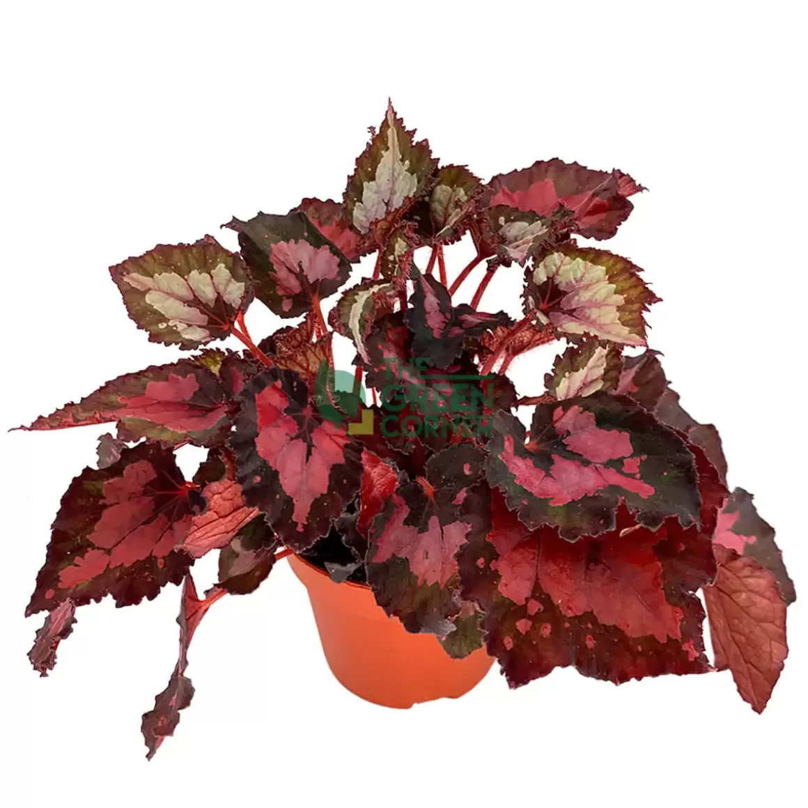 Shop Begonia Inca Night Begonia