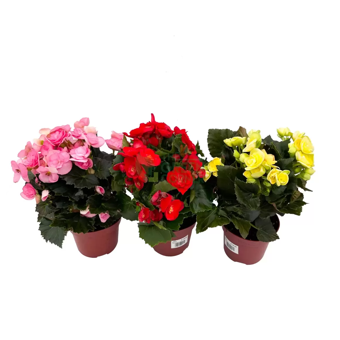 Shop Begonia Sweeties Begonia