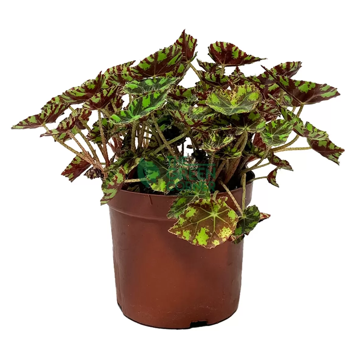 Store Begonia Tiger Paw Pot 120Mm Begonia