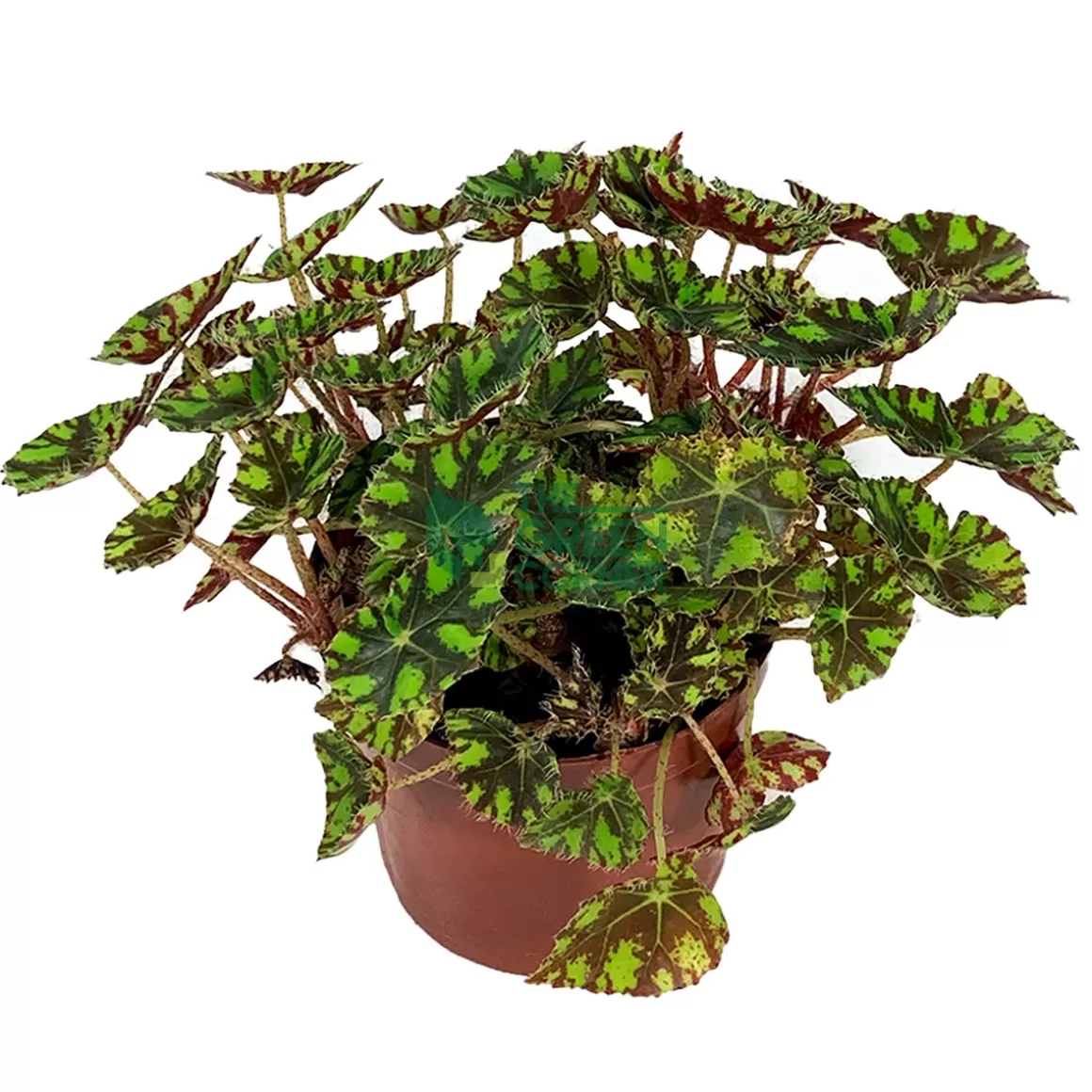 Store Begonia Tiger Paw Pot 120Mm Begonia