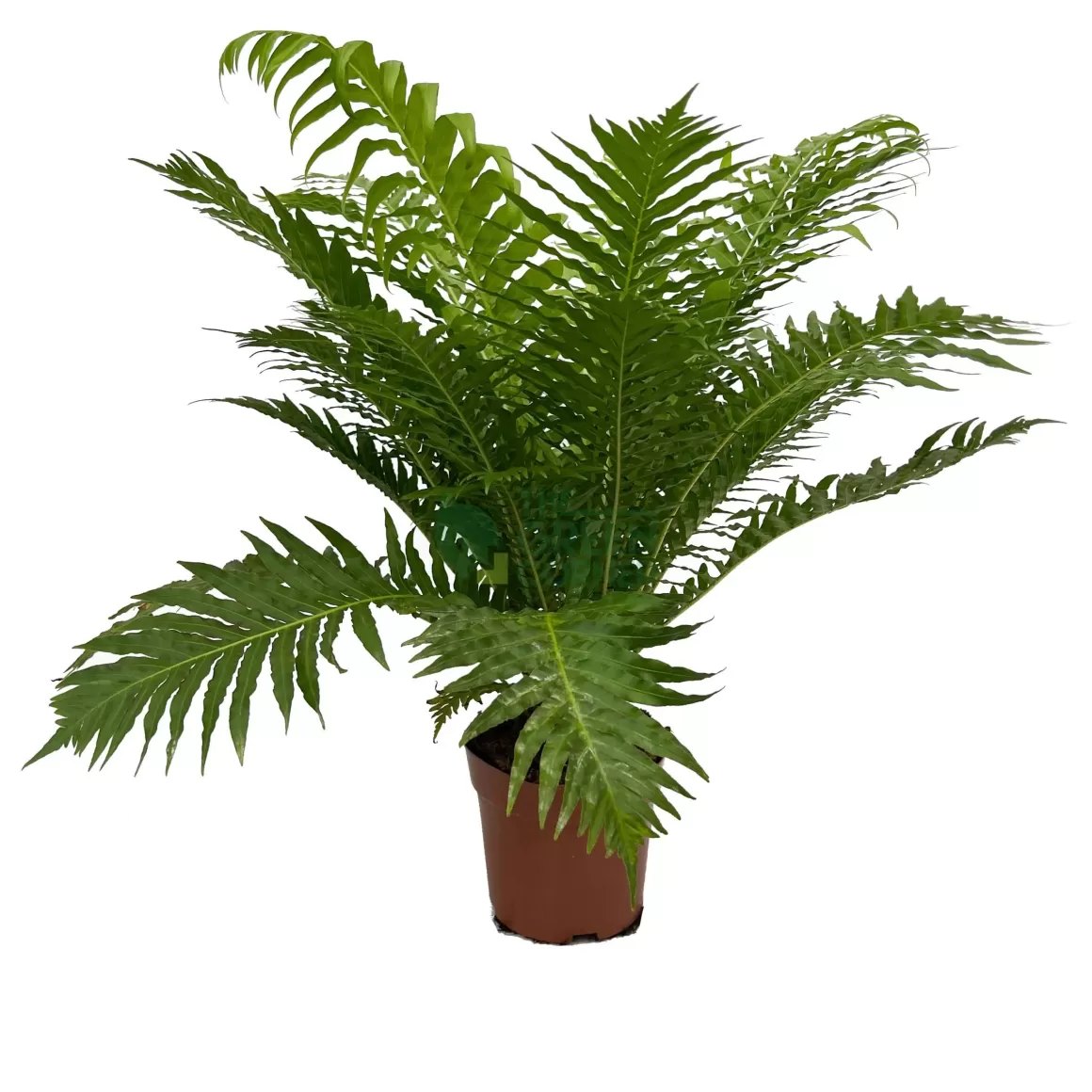 Fashion Blechnum Gibbum Dwarf Fern Tree Indoor Plants