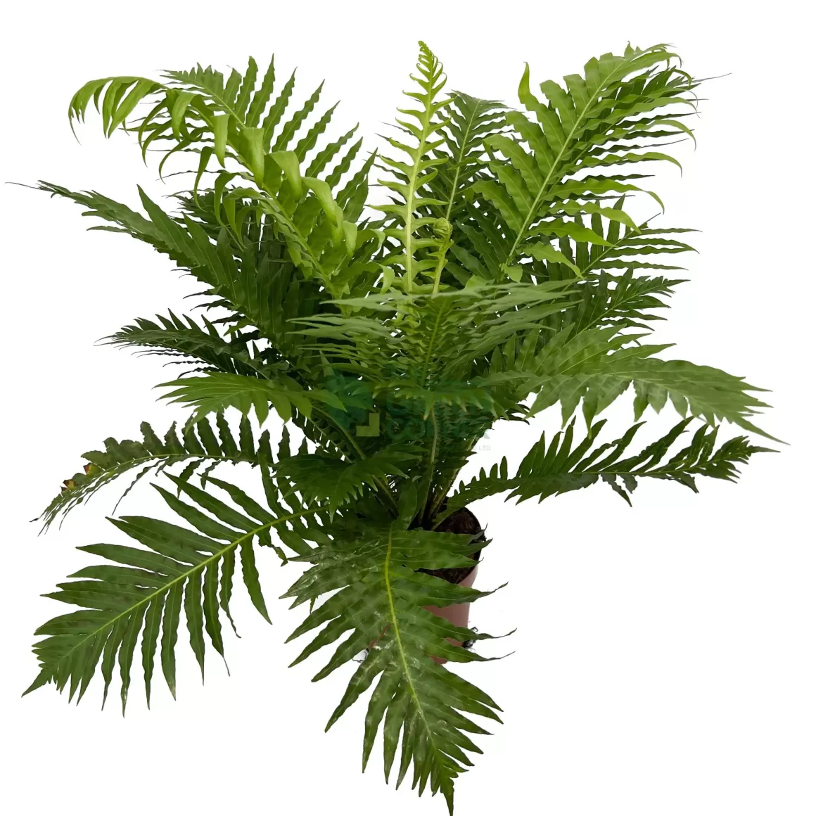 Fashion Blechnum Gibbum Dwarf Fern Tree Indoor Plants